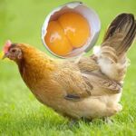 现货正宗麻羽农家下蛋王绿壳蛋鸡小脚散养土鸡青脚麻羽鸡