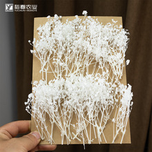 云南永生花梦幻星白色满天星DIY拍摄道具小清新装饰花束跨境代发