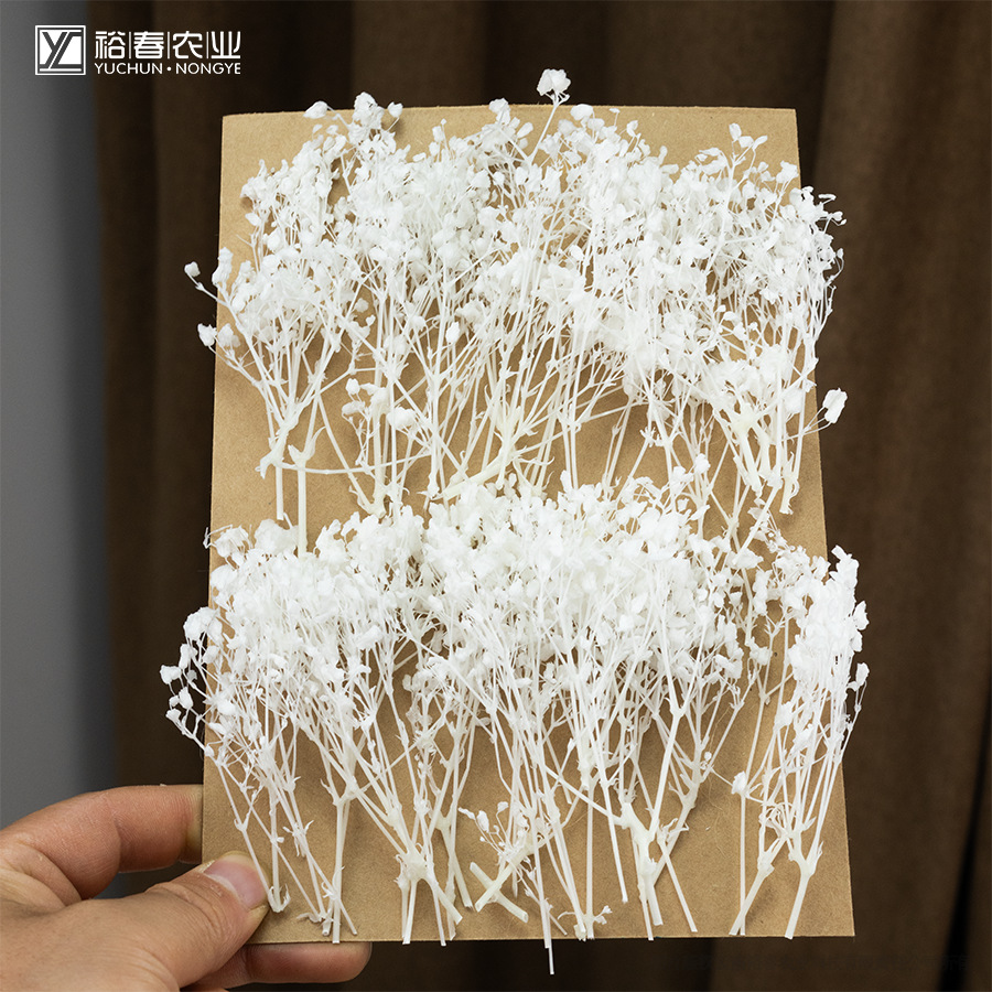 云南永生花梦幻星白色满天星DIY拍摄道具小清新装饰花束跨境代发