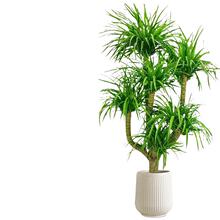 ��Ѫ��͏d���Զ��^��횘�Gֲ���F��͏d��լ�������ֲ��ǧ��ľ