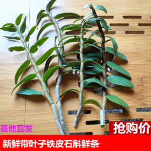 �F���~���r�FƤʯ���r�lһ��500g�������a��ɽ������Ұ��Nֲ