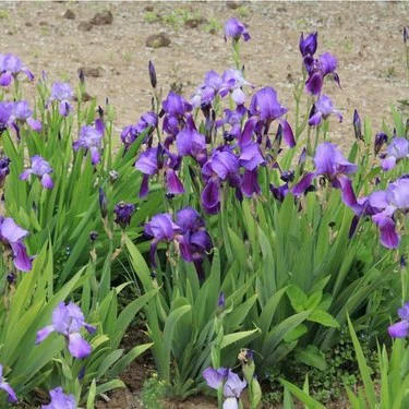 Корневища растений Malan Cup для многолетних растений, земляное покрытие, поставки из Шаньдуна Цинчжоу, Malan Park для озеленения и садоводства, травяные цветы оптом.