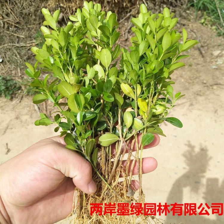 批发 小叶黄杨苗 瓜子_主图01