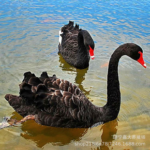 С�����Z������Xһֻ �^�p��������Z���w �^�pˮ���^�p������