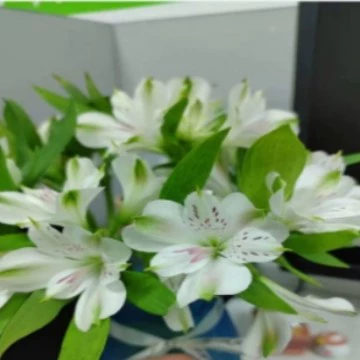 Роза цветы базовая ставка Юньань Куньмин прямая доставка лилия длинные волосы подсолнух красная фасоль хозяйство свежие срезанные воды