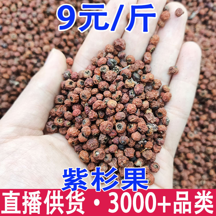 紫杉果 火棘果  红豆杉果 一件代发 量大从优