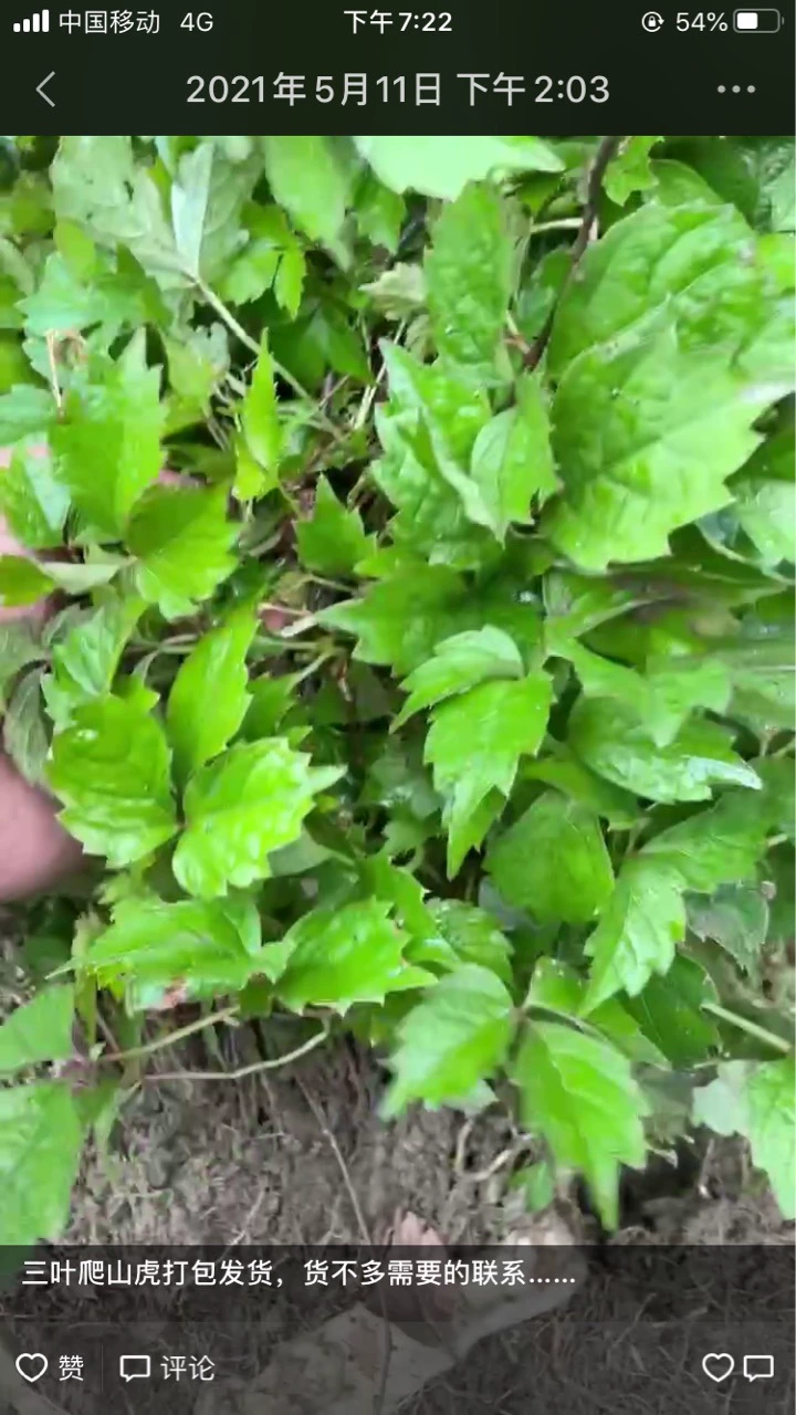 Партеноцисс трехслойное растение Вьющееся виноградное растение