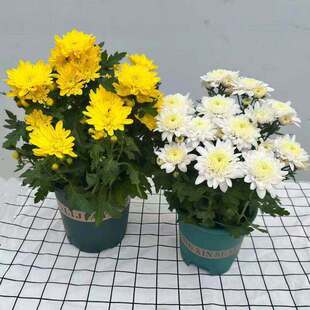 �S�ջ��׾ջ��������������氧����Ĺ��ɽ������������Gֲ����