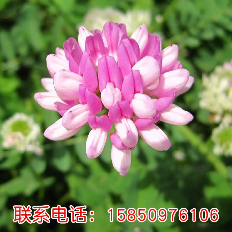 Маленькая корона цветок семена ландшафтный дизайн проект просмотр цветов Растения большое количество выгодно цена выгодно