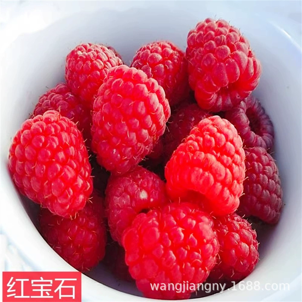 Малина красная и желтая саженцы черной малины Многожелезистая рассада Rubus Малина Рассада в горшках Балкон Фрукты Рассада