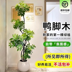 アヒルの足の木のリビングルームの大型鉢植え屋内床置き植物アヒルの足の木のアヒルの足の木の八方の富の形