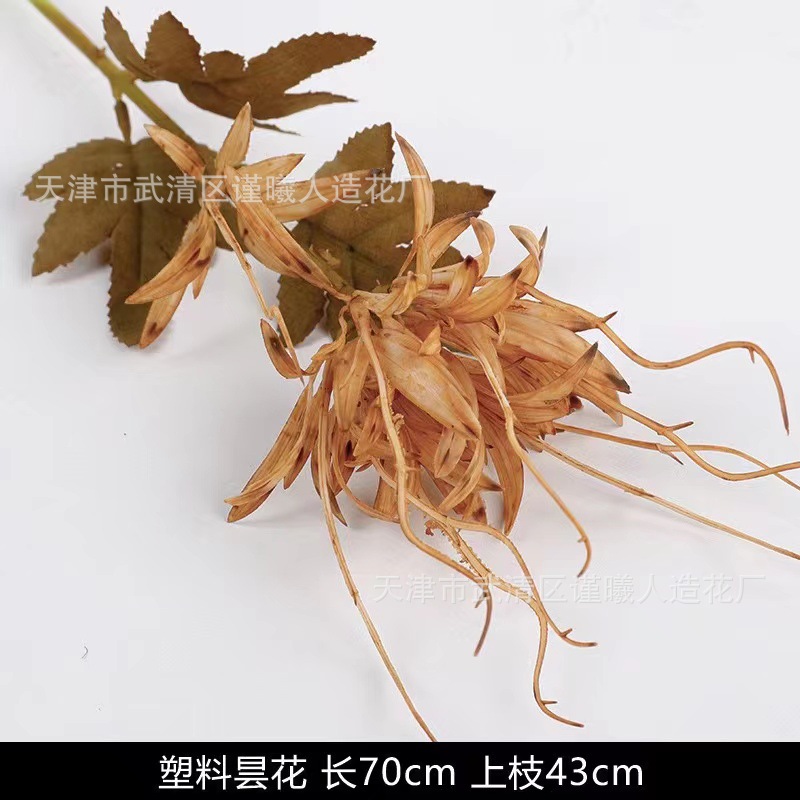 단일 epiphyllum