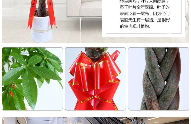 ��������ͼ�����ڻ��� �辰ֲ�� ���������� �������⻨�� ��