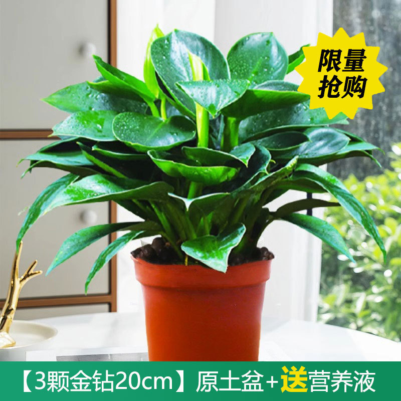 逸品の金ドリルの鉢植えの植物の緑の王女の水培緑植はホルムアルデヒドを除いて放射を防ぐ室内の多肉の四季がよく養います。|undefined