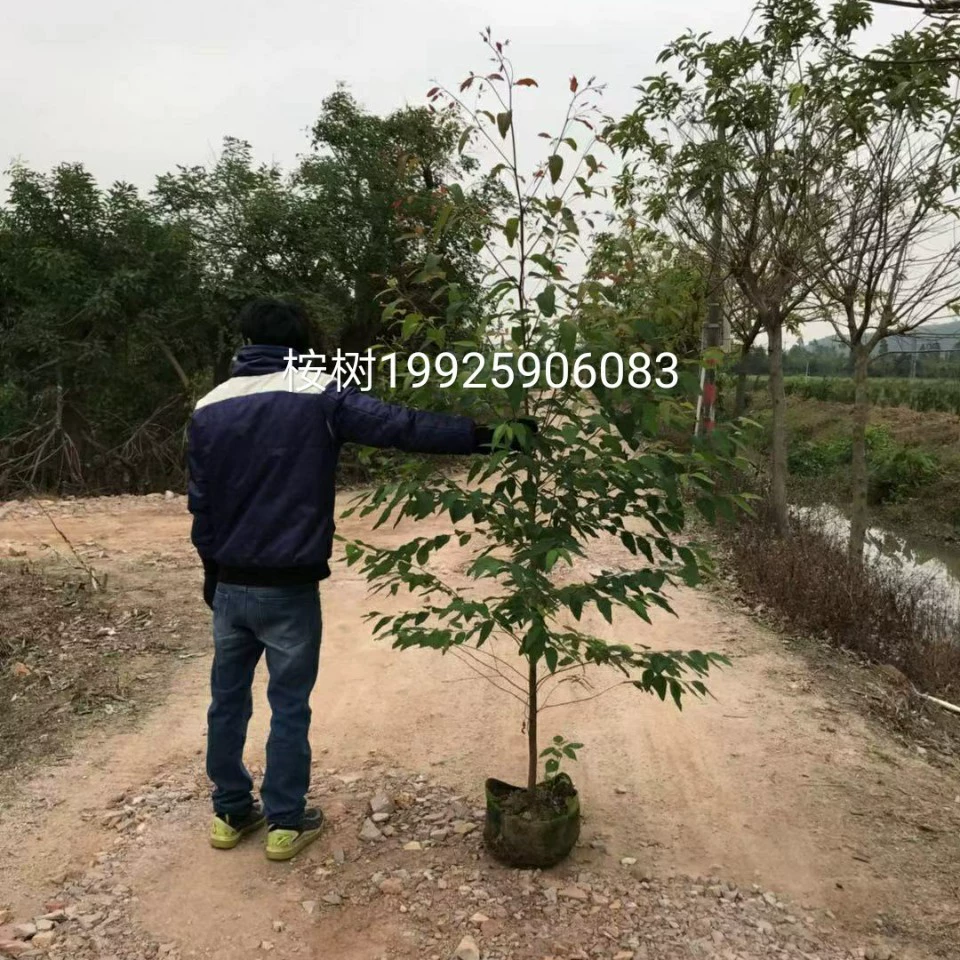 Поставка эвкалипта 2-2,5 метра мешок саженцев быстрорастущего хвоста эвкалипта