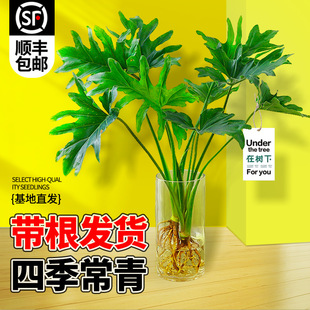 ���[������ˮ��Gֲ��͏d�����k���҃������ļ�������B�׻����