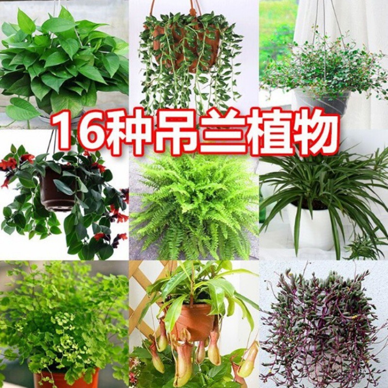 Indoor Green Plant Potted Hanging Hanging Green Plant Flower Potted Hydroponic Pothos Peony Spider Plant Ivy Plant