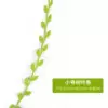 [小号树叶条（5米）]
