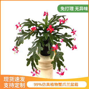 Artificial plant bonsai crab claw orchid indoor home decoration landscape decoration artificial orchid plastic fake flower green plant