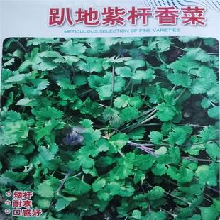 Old Variety Purple-Rooted Coriander, Short-Stemmed Coriander Seeds, Small-Leaf Strong-Flavored Coriander Seeds, Four-Season Vegetable Seeds
