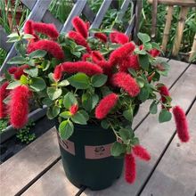 �t�ѵ��m�q�q�t�������Թ�β�tɫ�������������ܻ����ļ�ѭ�h�_��