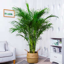 ɢβֲPβ;Gֲ辰ҬӸFҬ