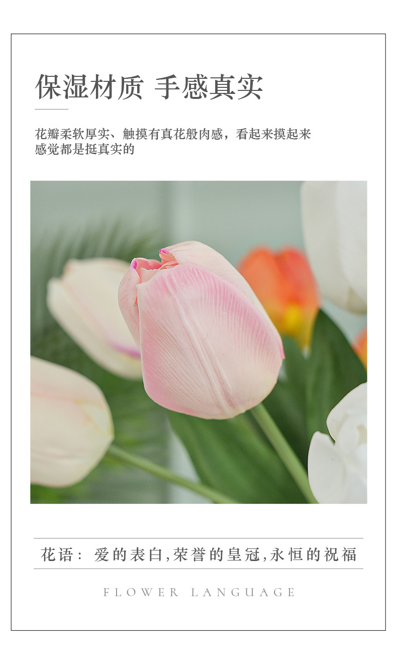 单枝奥斯丁郁金香（大号）_02.jpg