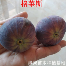 格莱斯无花果苗 水蜜桃无花果树苗 盆栽地栽 园林 苗木 水果树苗