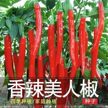香辣美人椒种子电商批发干鲜辣椒两用线椒种籽四季春季阳台盆