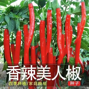 Spicy Beauty Pepper Seeds E-Commerce Wholesale Dry and Fresh Pepper Dual-Purpose Line Pepper Seeds All Year Round Spring Balcony Pot