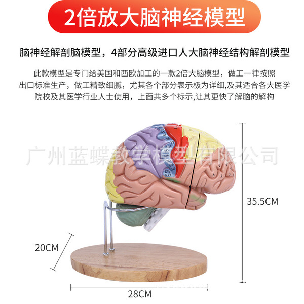 Brain model brain function regional color division model Human brain…