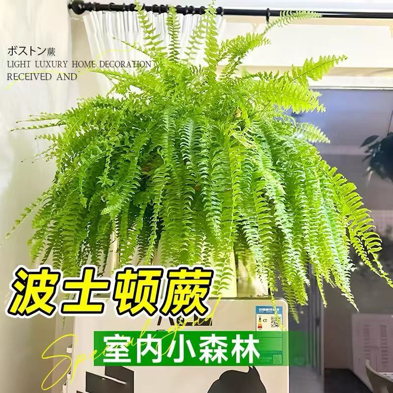 波士顿蕨盆栽垂吊霸王蕨类植物高级感客厅办公室绿植室内四季好养