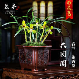 浓香型金边兰花苗雪山天春兰花盆栽带花苞室内花卉绿植