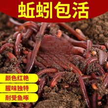 lra~DDɢbҰⴹ~DBʳʳ