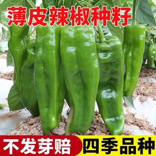 Pepper Seeds, Thin-Skinned Pepper Seeds, Early Maturing, High Yield, Four-Season Planting, Potted Balcony Field, Easy-To-Live Green Pepper Seeds