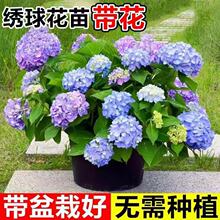 �໨�o�M�Ľ��������Ԏ������t��ʯ�����玧�����RͥԺ���@ֲ��