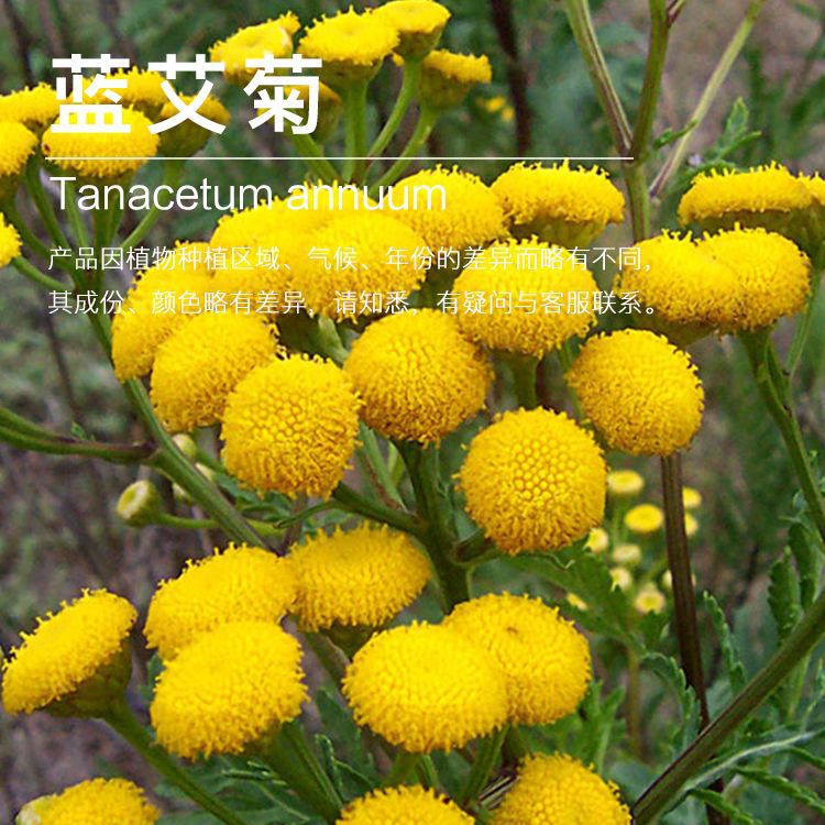 Ħ��������վ��� ����������  �����վ��� ֲ�ﵥ������ԭ������