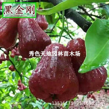 ɏ�F����޽�̨�����ǰűȺڽ����ļ���Ʒ�N�Ϸ�����ͥԺ���Ԏ���