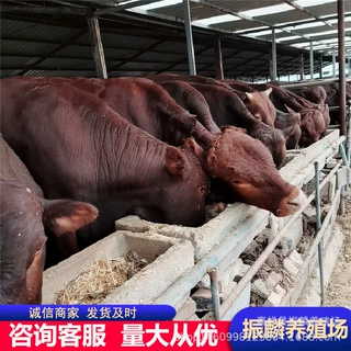 湖南肉牛多少一头 西门塔尔牛 夏洛莱牛 利木赞牛