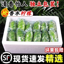 广东香水柠檬新鲜一级果应当季水果海南无籽青柠檬奶茶店专用9斤