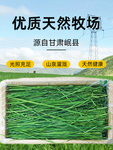 Timothy Grass Rabbit Special Hay Feed Drying North Timothy Grass Segment Totoro Hamster Food Grass