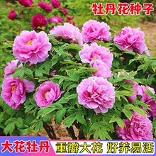 ĵ�����N�ӻ��@�����̨�҃�����Nֲ���N���ͺ��׻����ĵ������