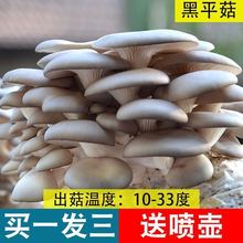 平菇蘑菇菌包買一發三種植秀珍菇食用菌菌種陽台多肉植物盆栽批發