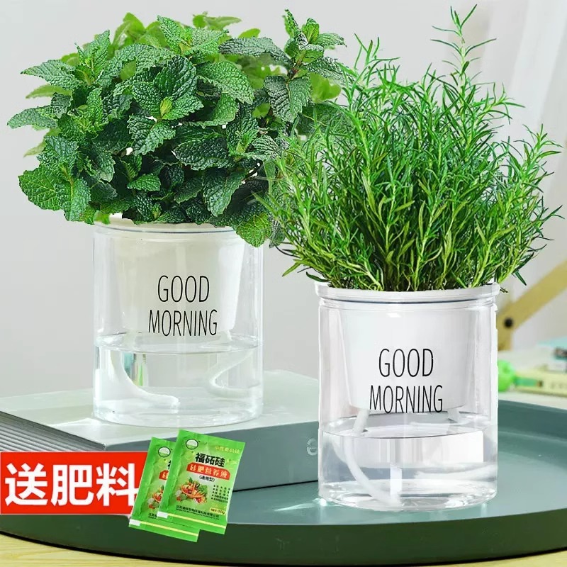 [핫셀 조합] 식용 민트 + 로즈마리(굿모닝 세면대*2) + 영양액 2