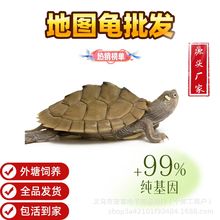 地图龟小乌龟活体宠物批发 鱼缸混养深水龟 源头厂家外塘养殖包活