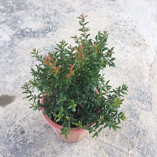 ʯ�񻨳��ǻ����^�p�ļ������_���Gֲ�t��ֲ���辰�ɲݼ����̨��