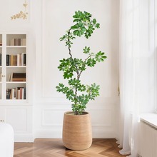 ���_ľ�͏d����������ľ�Gֲ�˷���ؔ�҃ȴ�����ظ߼���ֲ������