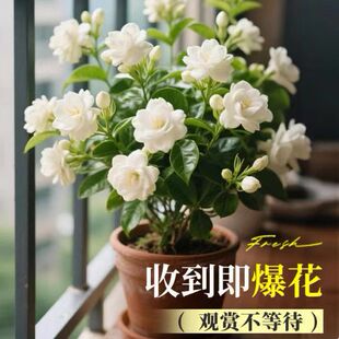 �ذ껢�^���������ļ����㪚�U�_�����玧�����҃��̨�Gֲ����