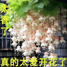 垂丝海棠花种子驱蚊虫重瓣爬藤植物易活四季播种开花庭院室外花籽