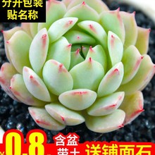 多肉植物组合盆栽绿植花卉含盆带土蒂比新手肉肉特价清仓大颗